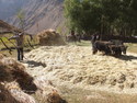 Grain processing