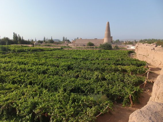 Grape field in front of the Emin Minaret