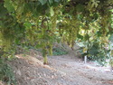 Grapes by the emin minaret