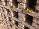 Grapes coming out the walls