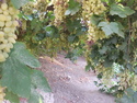 Grapes in turpan