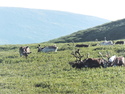 Grazing reindeer