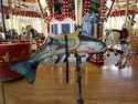 Great northern carousel fish