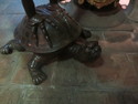 Grumpy turtle