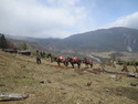 Guy taking his mules up haba mountain