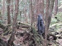 Hanging coat in aokigahara