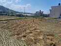 Harvested rice drying in the paddies