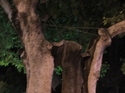 Hollow tree from 