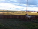 Horse at sunset