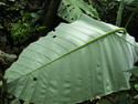If you look carefully you'll spot the metal object near the center of the leaf which is almost the size of a US Quarter