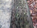 Insect covered handrail at niah