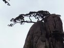 Inspiring tree on huangshan
