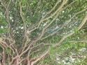 Interesting branching structure