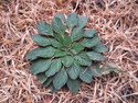 Interesting plant at tiger leaping gorge
