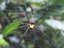 Lamma island spider