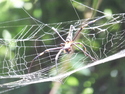 Lamma island spider