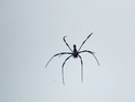 Lamma island spider