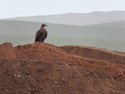 Large bird of prey