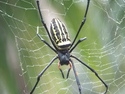 Large spider close up