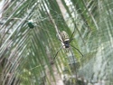 Large spider from afar
