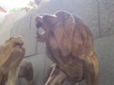 Lion at sky garden