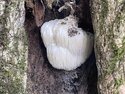 A lion's mane mushroom in a tree