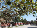 Living gourd tunnel at temple of five pagodas