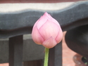 Lotus at lin family garden