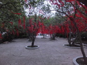 Lucky trees in nanjing