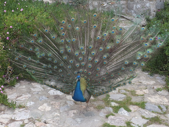 I'm sure this peacock from the Bodrum castle has no trouble picking up birds
