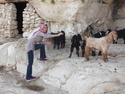 Malak and goats