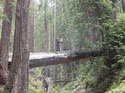 Me and danielle on a fallen tree