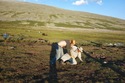Me bringing down mongolian