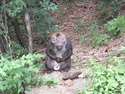 Monkey at huangshan