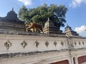 A monkey on the wall at Pashupatinath