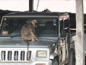 Monkey sitting on jeep