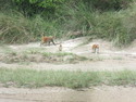 Monkeys at bardia