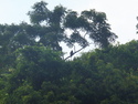 Monkeys in the jungle