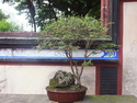 More bonsai at lin family garden