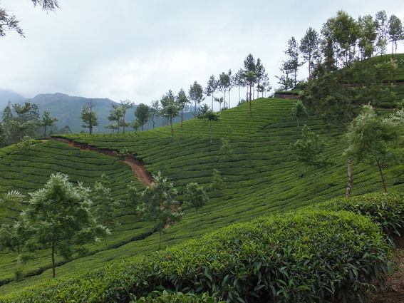 Tea fields of Munnar