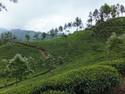 Munnar tea fields