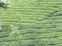 Munnar tea fields