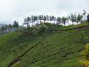 Munnar tea fields