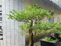 Nanjing bonsai