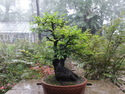 Nanjing bonsai