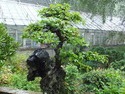 Nanjing bonsai