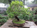 Nanjing bonsai