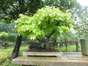 Nanjing bonsai
