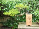 Nanjing bonsai