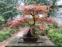Nanjing bonsai
